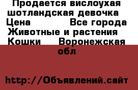 Продается вислоухая шотландская девочка › Цена ­ 8 500 - Все города Животные и растения » Кошки   . Воронежская обл.